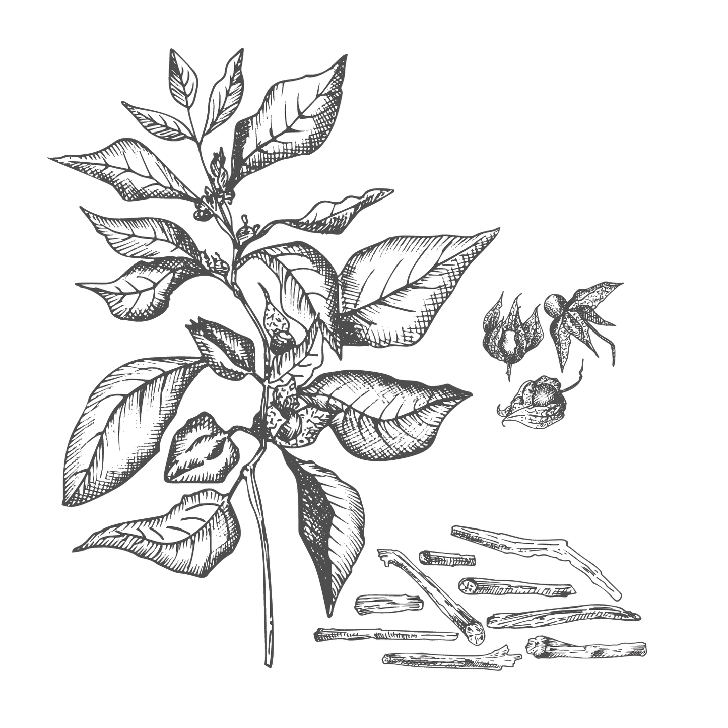 ¿Qué es la withania somnifera ó más conocida como ashwagandha?